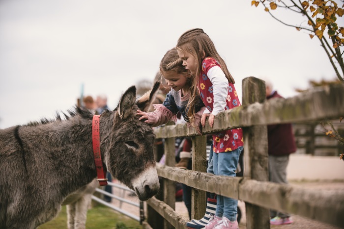 Donkey Sanctuary